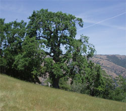 image of Threatened Grasslands