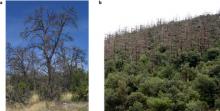 Photos of tree mortality